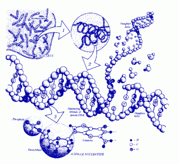 DNA