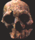 Homo habilis