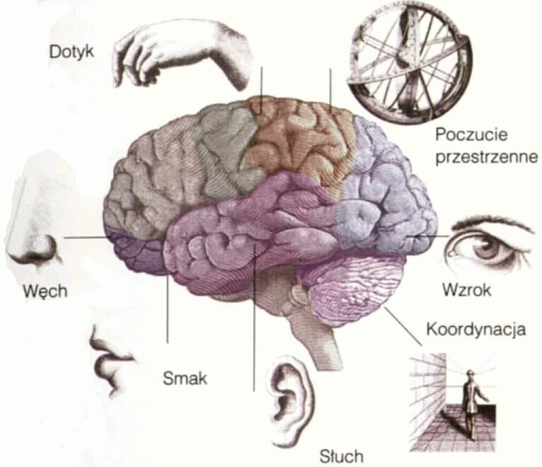 Od receptorów do neuronów