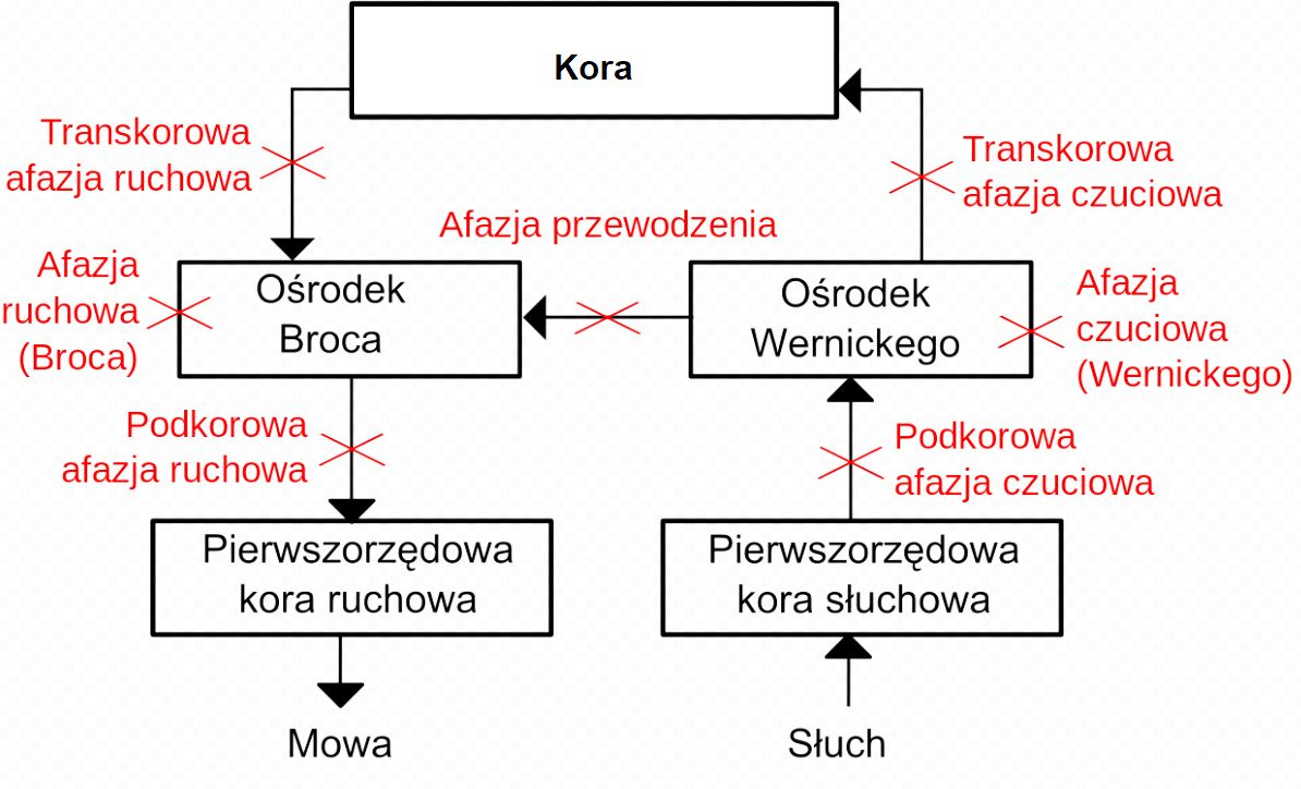 Afazje-schemat