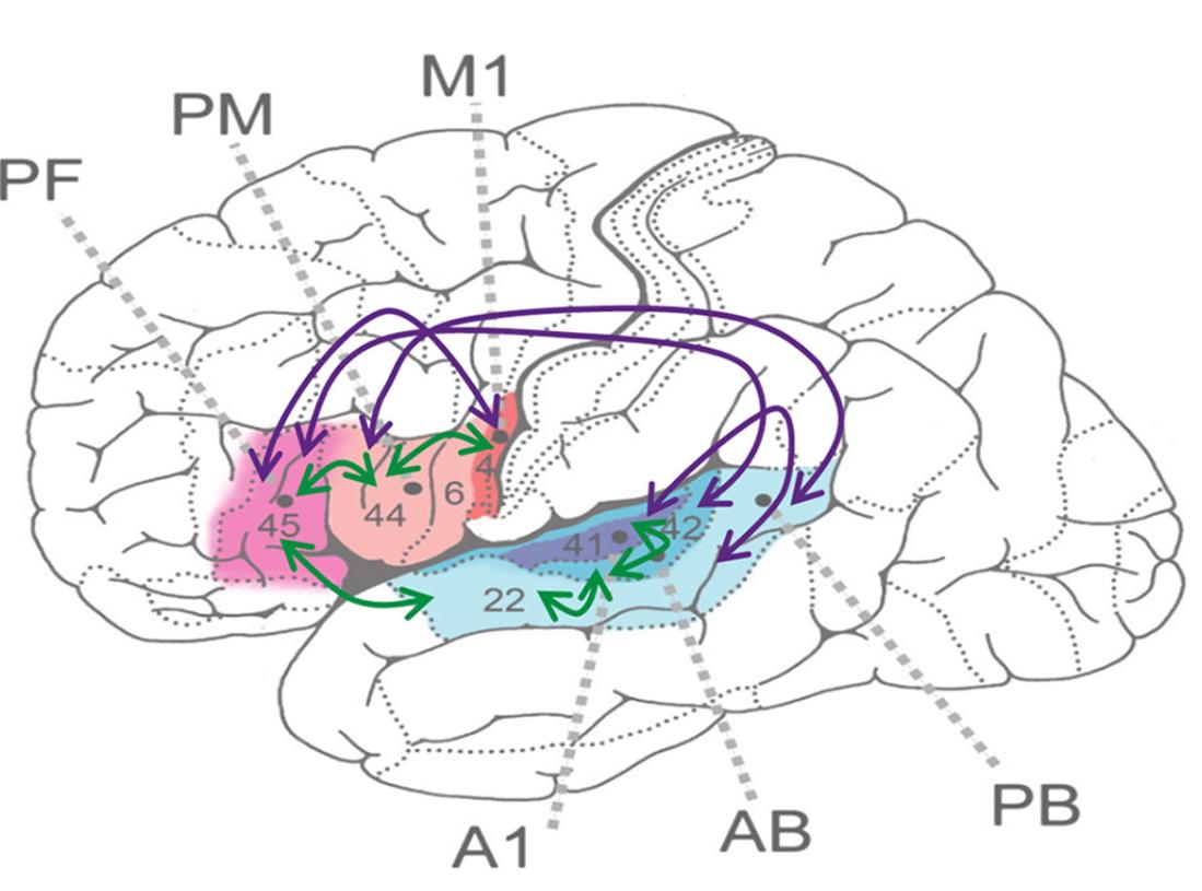 Language-areas connectivity