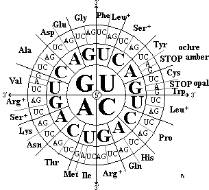 RNA