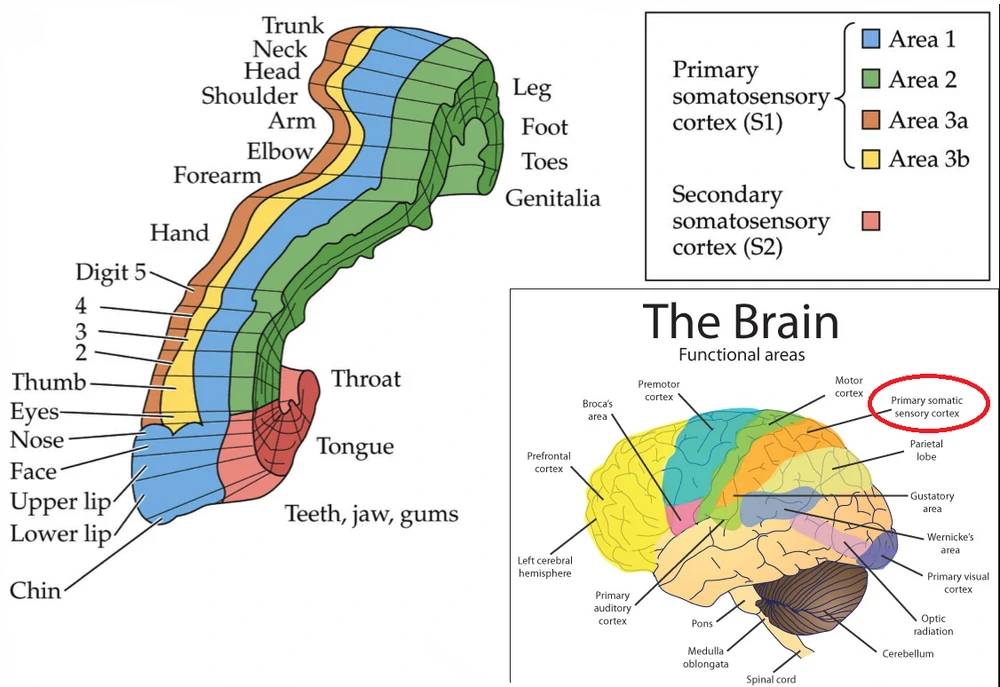 Somatosensory areas