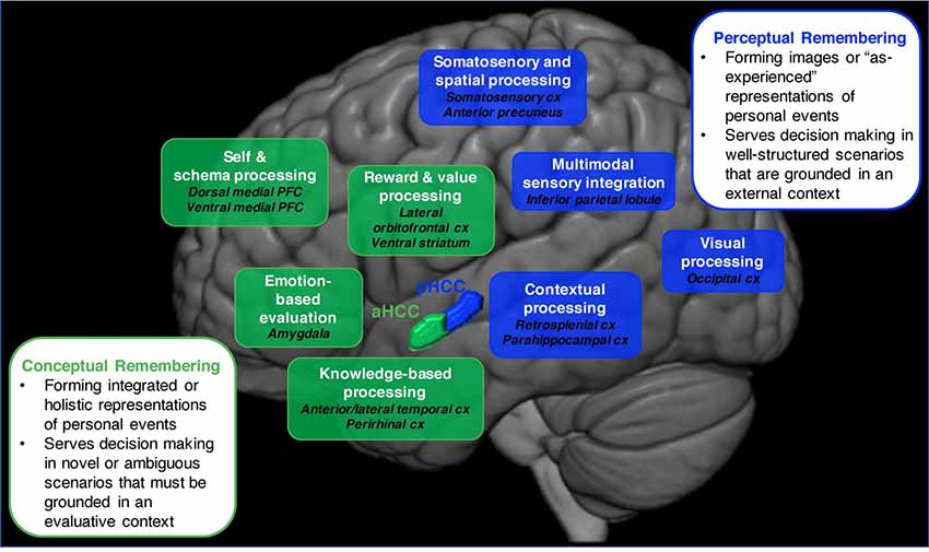 memory-autobio-brain.jpg