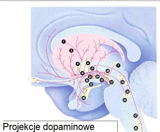 Projekcje dopaminowe