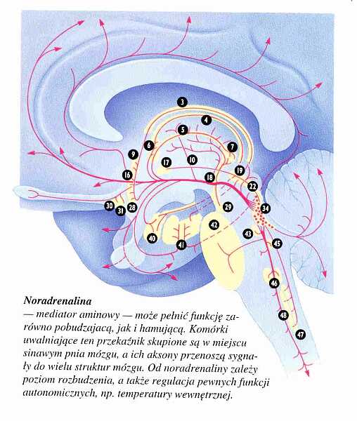 Projekcje noradrenalinowe