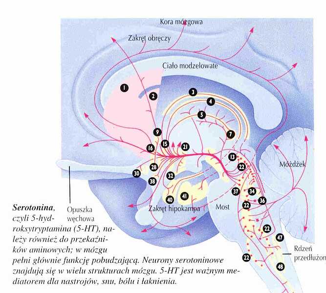 Projekcje serotoninowe