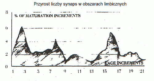 synapses-2