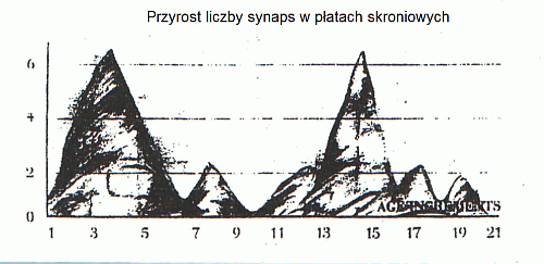 synapses-1