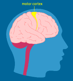 Diagram of a side view of the brain; the motor cortex is labelled