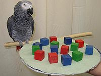 Alex parrot