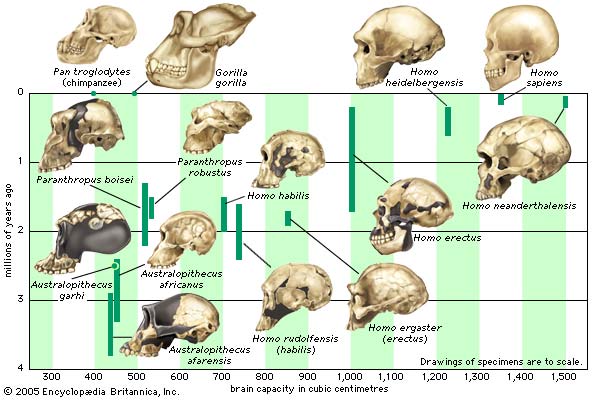 hominidae-cranial-capacity