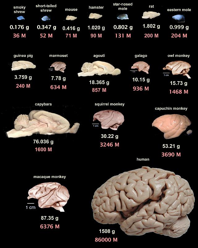 porównanie mózgów