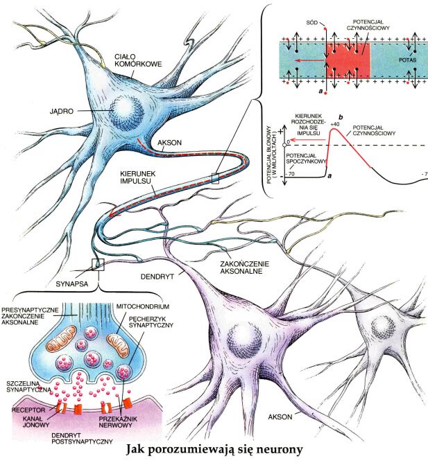 Neurony