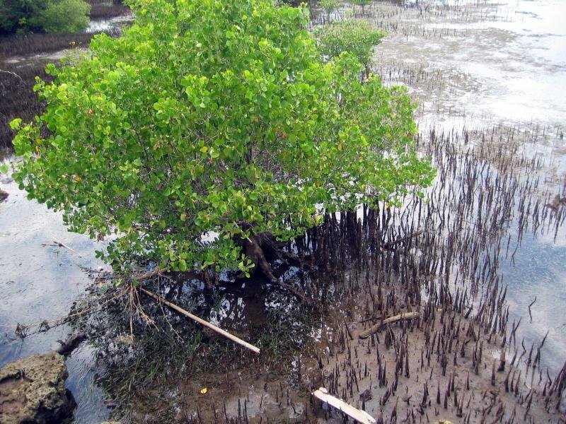 mangrootrees.jpg