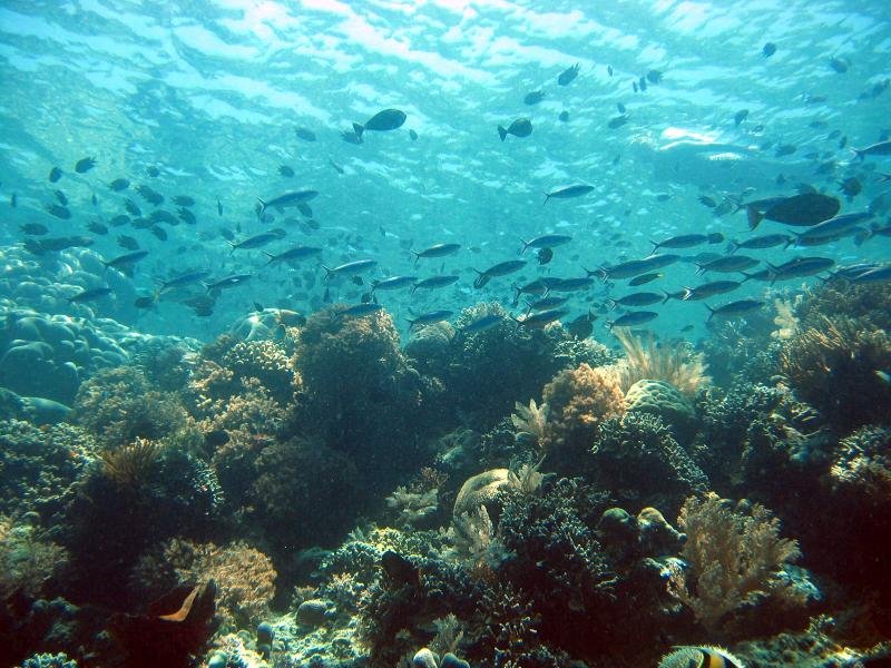 coralsandfish.jpg