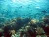 coralsandfish_small.jpg