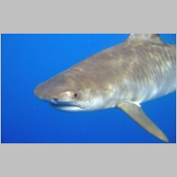 Shark-33.jpg