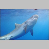 Shark-34.jpg