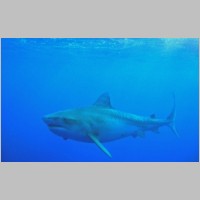 Shark-51.jpg