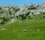 Limestone Grassland