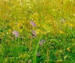Hay meadow