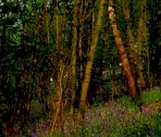 Yorkshire Woodland